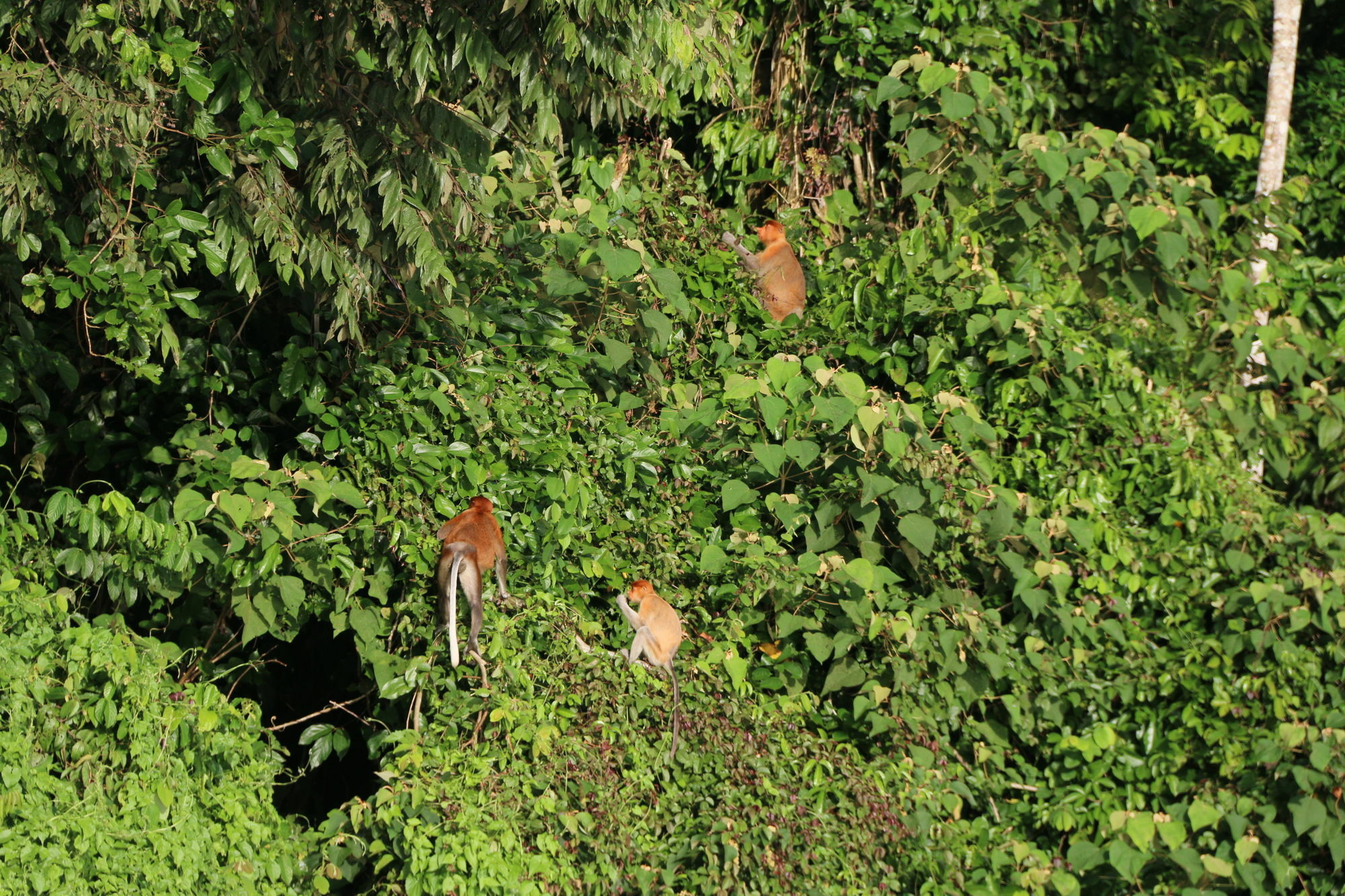 Borneo Natural Sukau Bilit Resort Eksteriør bilde